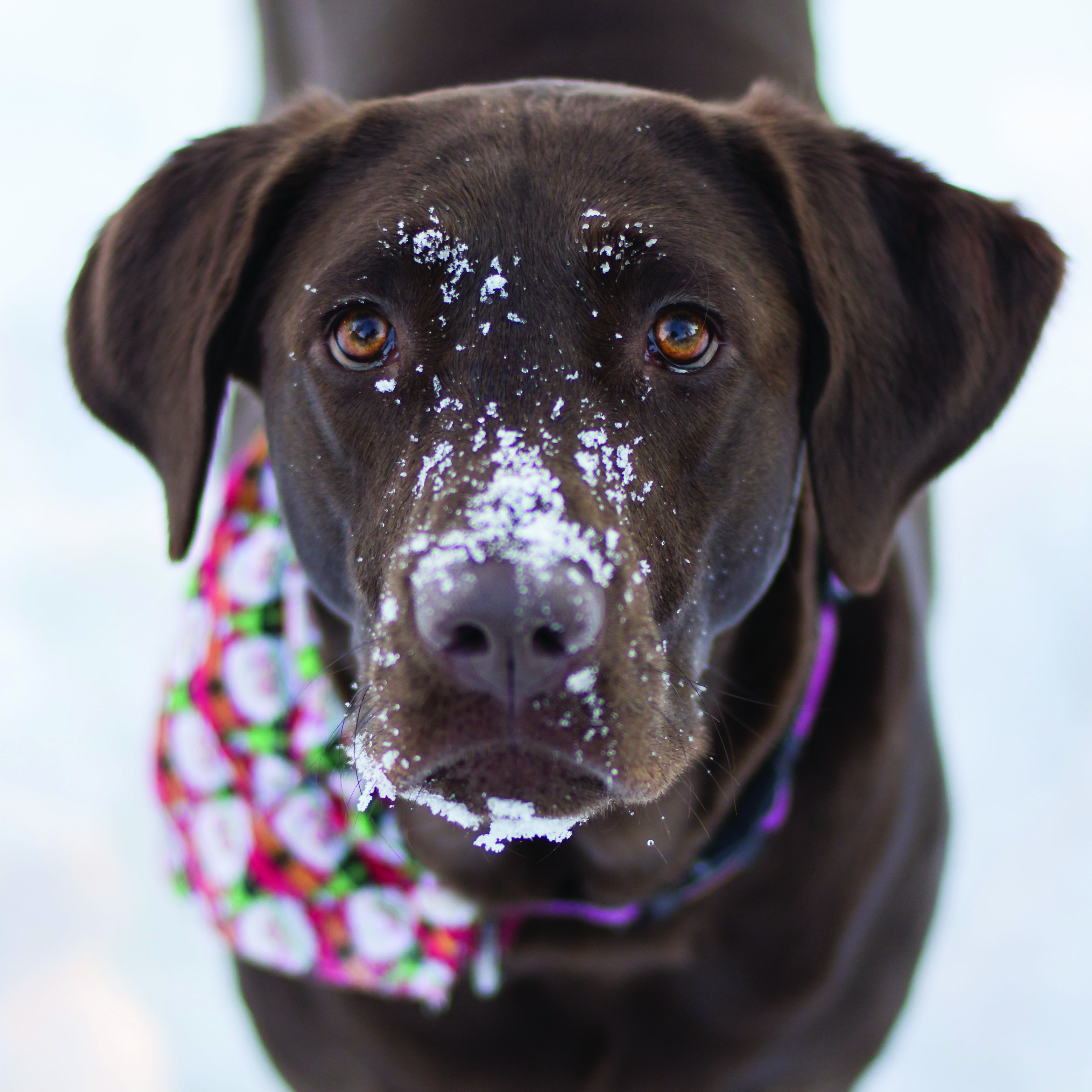 Protect Your Dog’s Feet from Winter Chemicals  		 By Jodi Reed, DVM