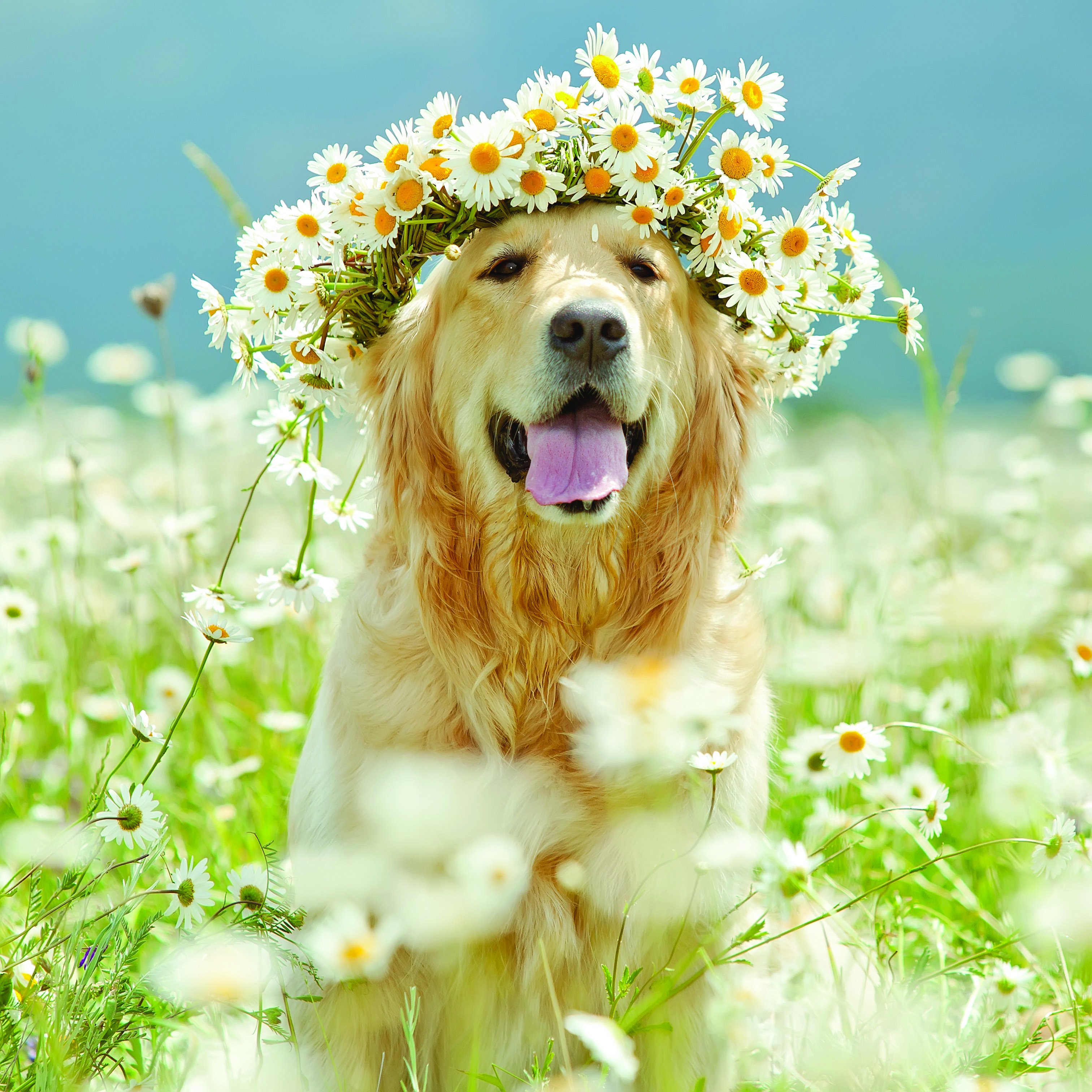 What are Seasonal Pet Allergies in Dogs and Cats? 			 By Dr. Eve Boggs, DVM, CVA