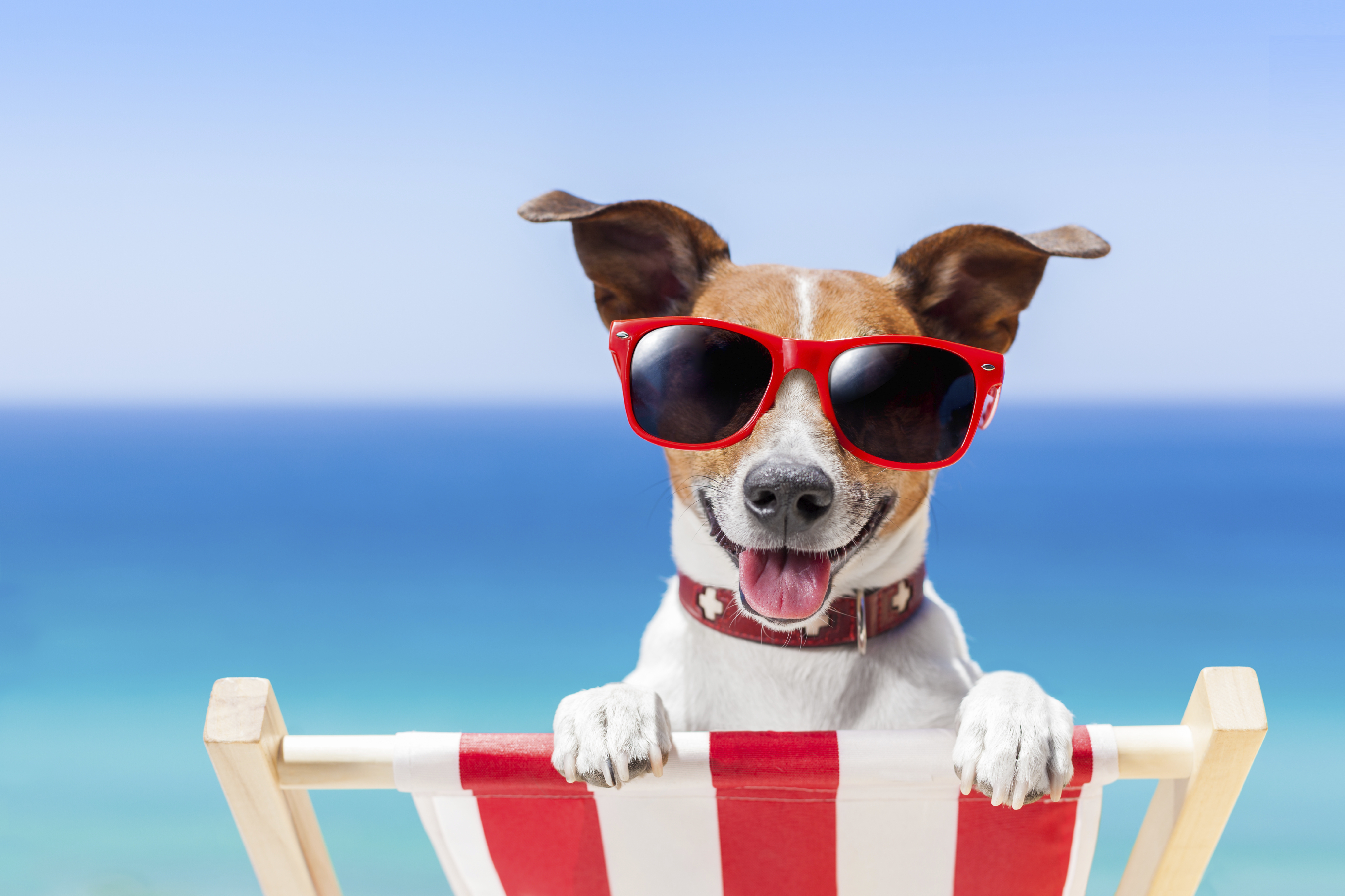 Summer Safety for Pets     by Dr. Jodi Reed, DVM