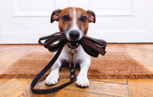 Benefits of Walking Your Dog and Why Fido Needs One. 		 By Harmony Animal Hospital