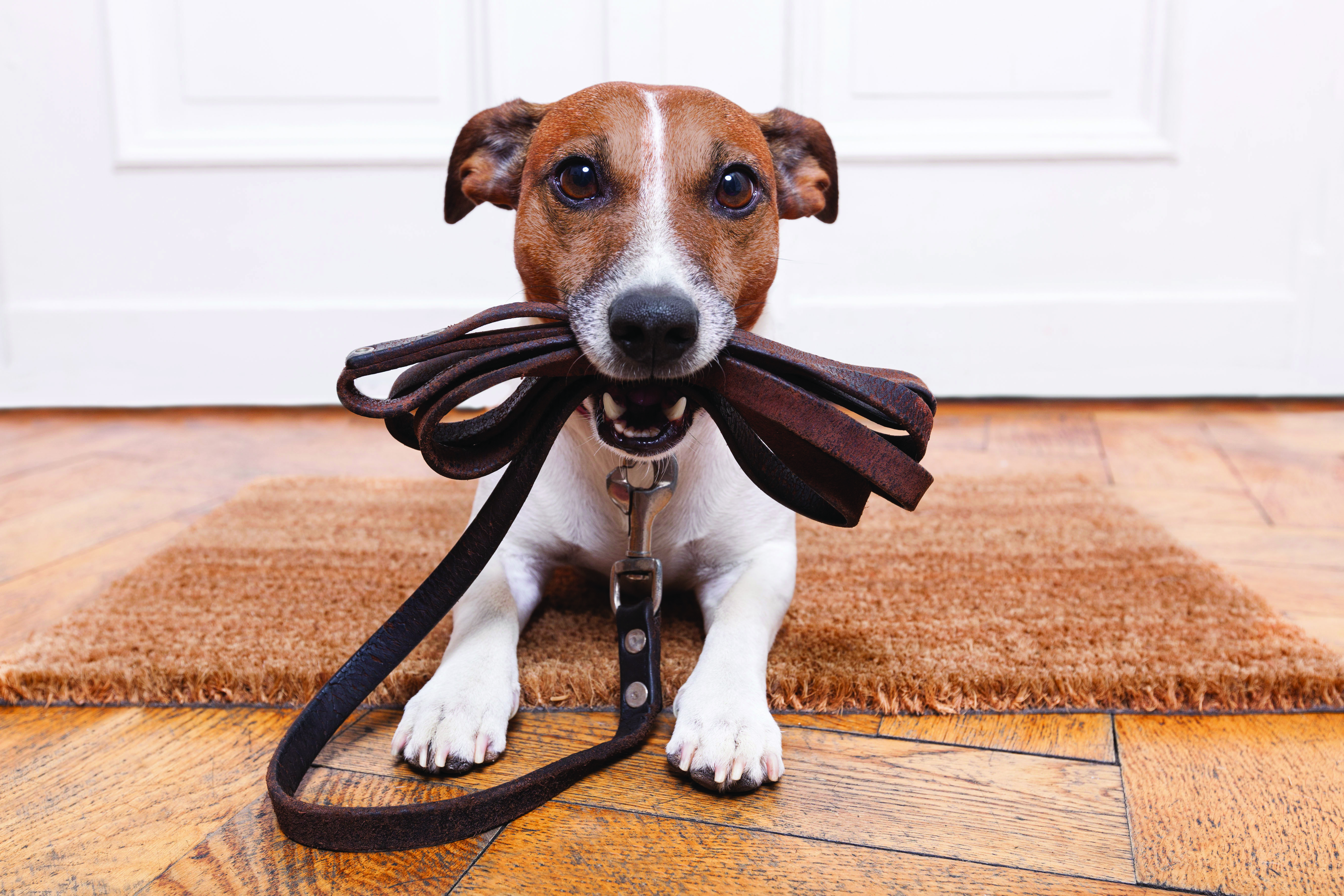 Benefits of Walking Your Dog and Why Fido Needs One. 		 By Harmony Animal Hospital