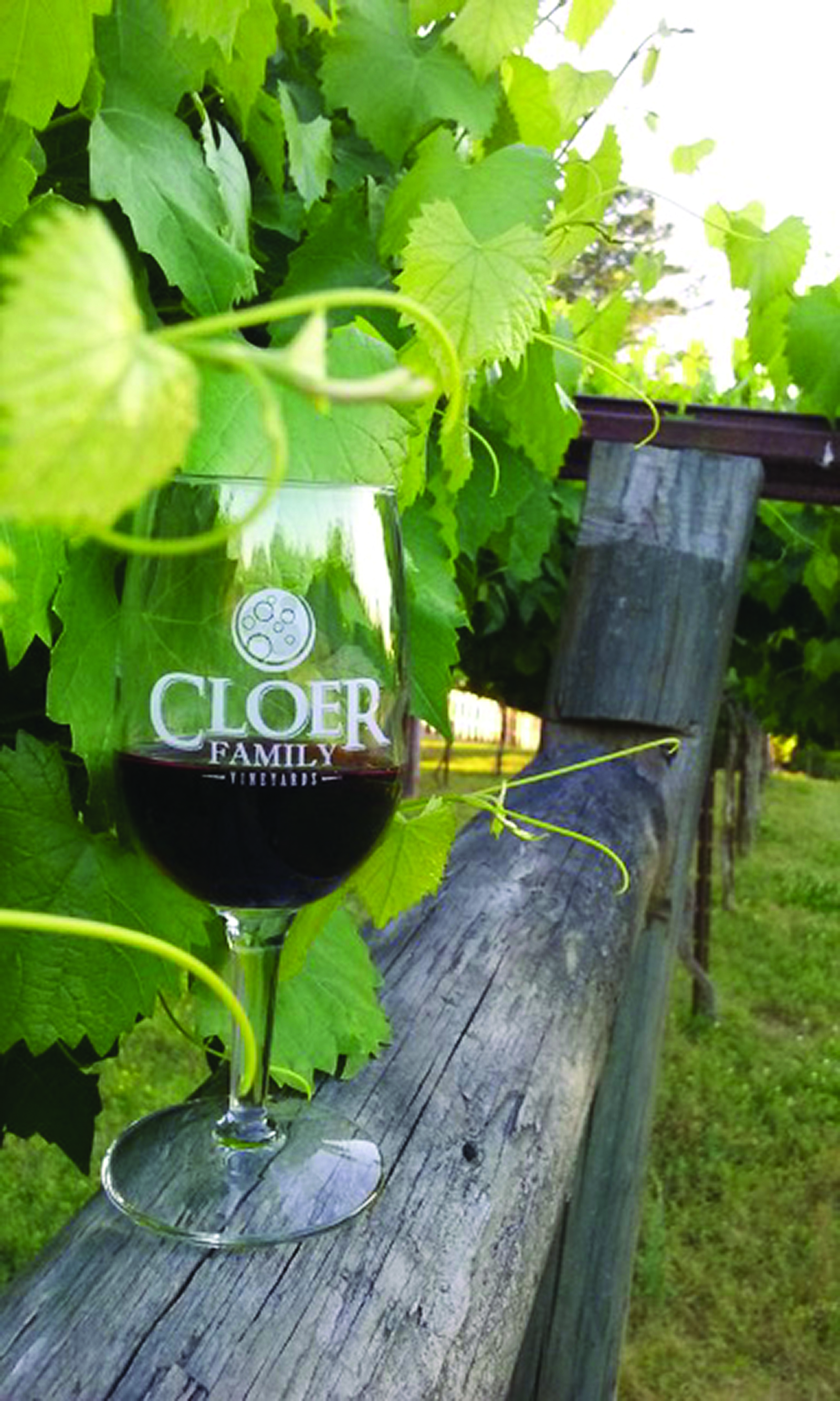Cloer Family Vineyards By: Stacy Kivett