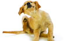 Get the Facts  on Fleas & Ticks  By Jodi Reed, DVM
