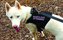 K9s on Call Missing Pet Services – By Amy Iori