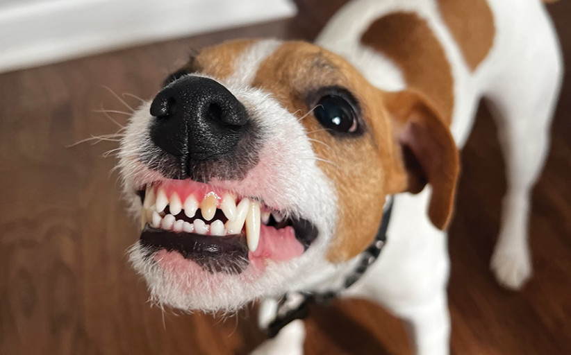Pet Dental Health Month By Melissa Reel