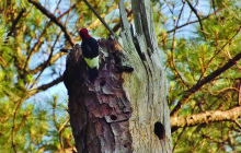 I’d Rather Be Watching Woodpeckers. By Rebeccah Waff Cope