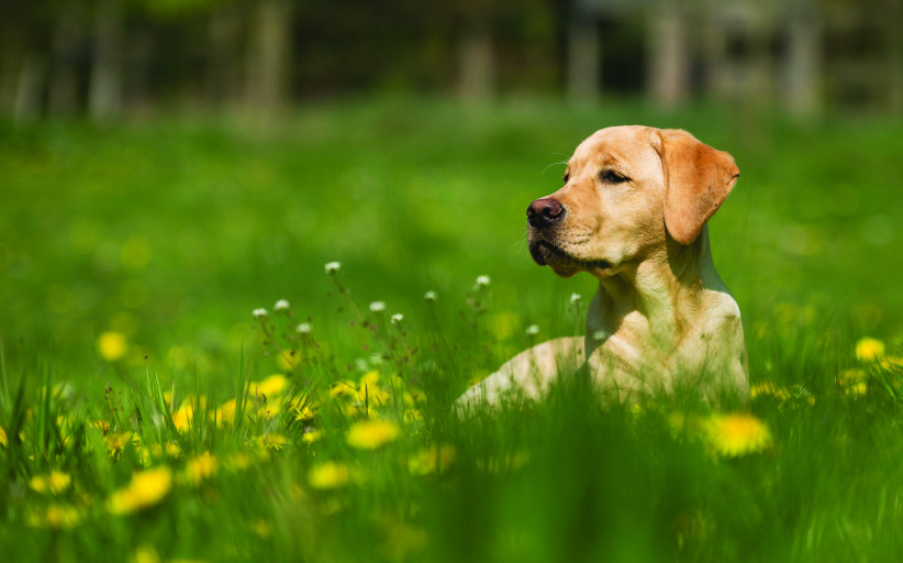 When Pets Have Allergies. By Melissa Reel-Quick