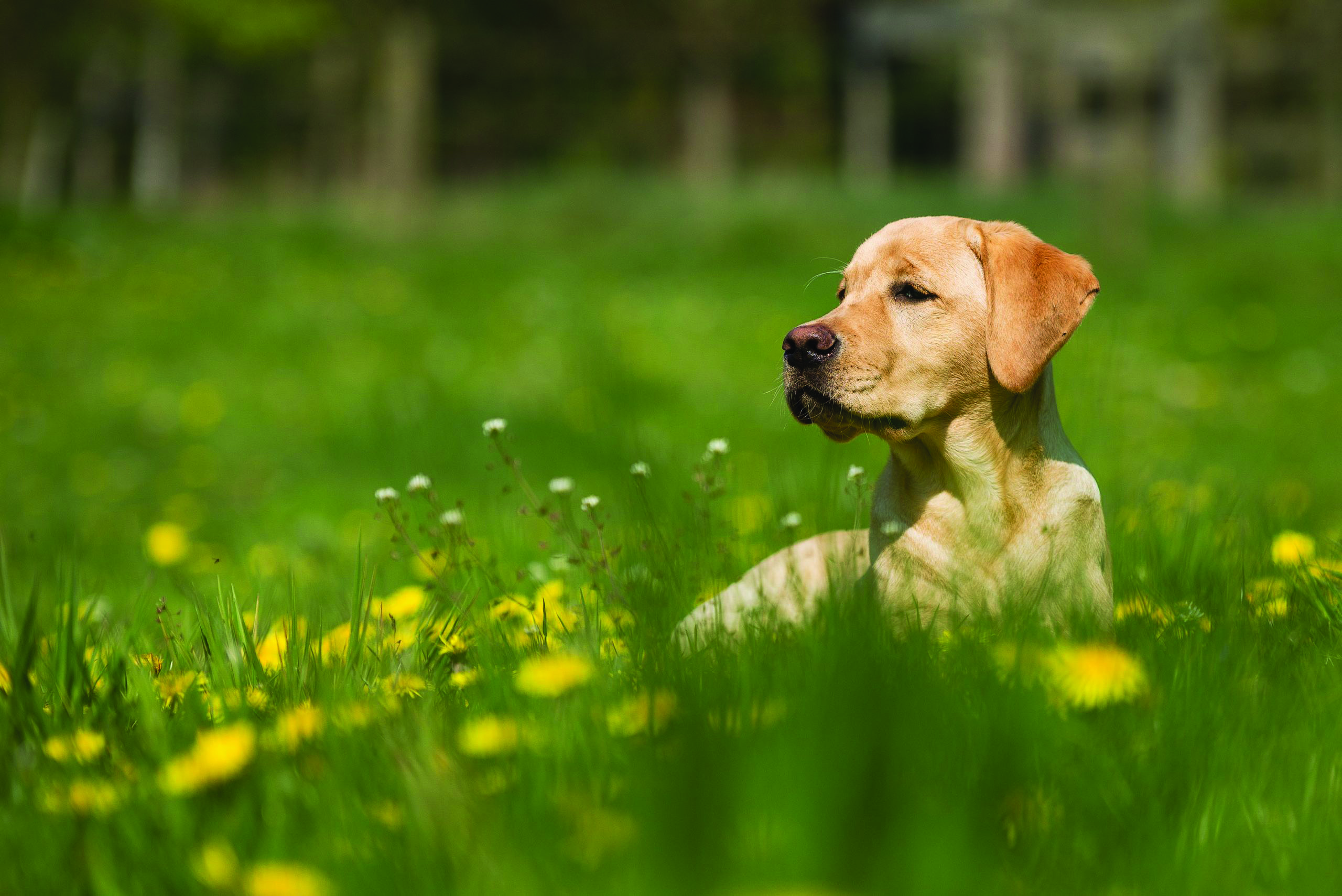 When Pets Have Allergies. By Melissa Reel-Quick