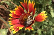 Apex All Abuzz: The Town Is Doing Its Part to Protect Pollinators, and So Can You.  By Kimberly Gentry