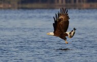 Birds of a Feather:  Generations of Bald Eagles Call Jordan Lake Home. By Kimberly Gentry
