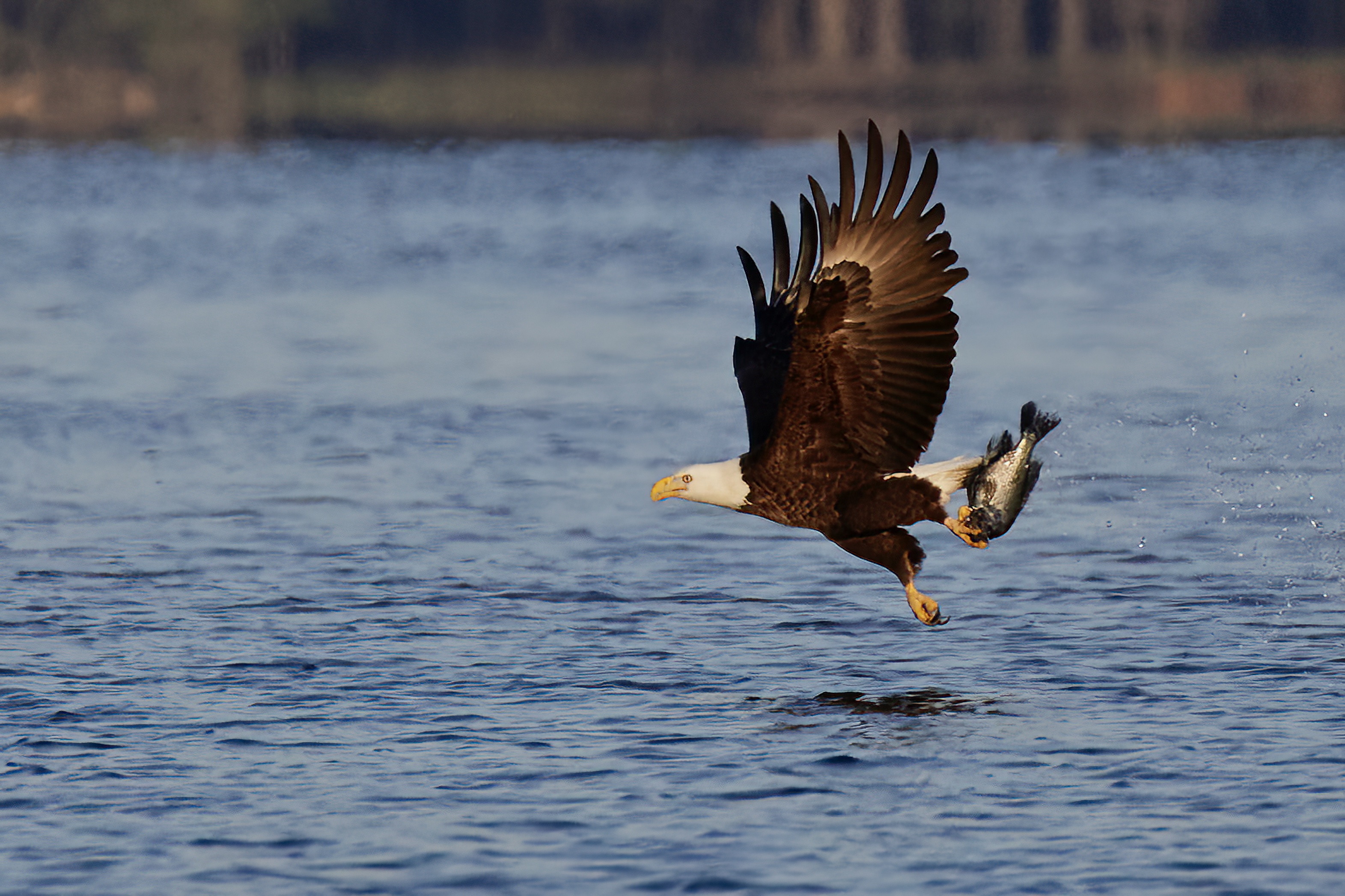 Birds of a Feather:  Generations of Bald Eagles Call Jordan Lake Home. By Kimberly Gentry