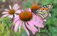 Apex, Part of the Monarch Butterfly Superhighway. BY Kimberly Gentry