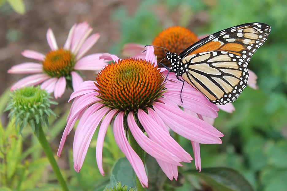 Apex, Part of the Monarch Butterfly Superhighway. BY Kimberly Gentry