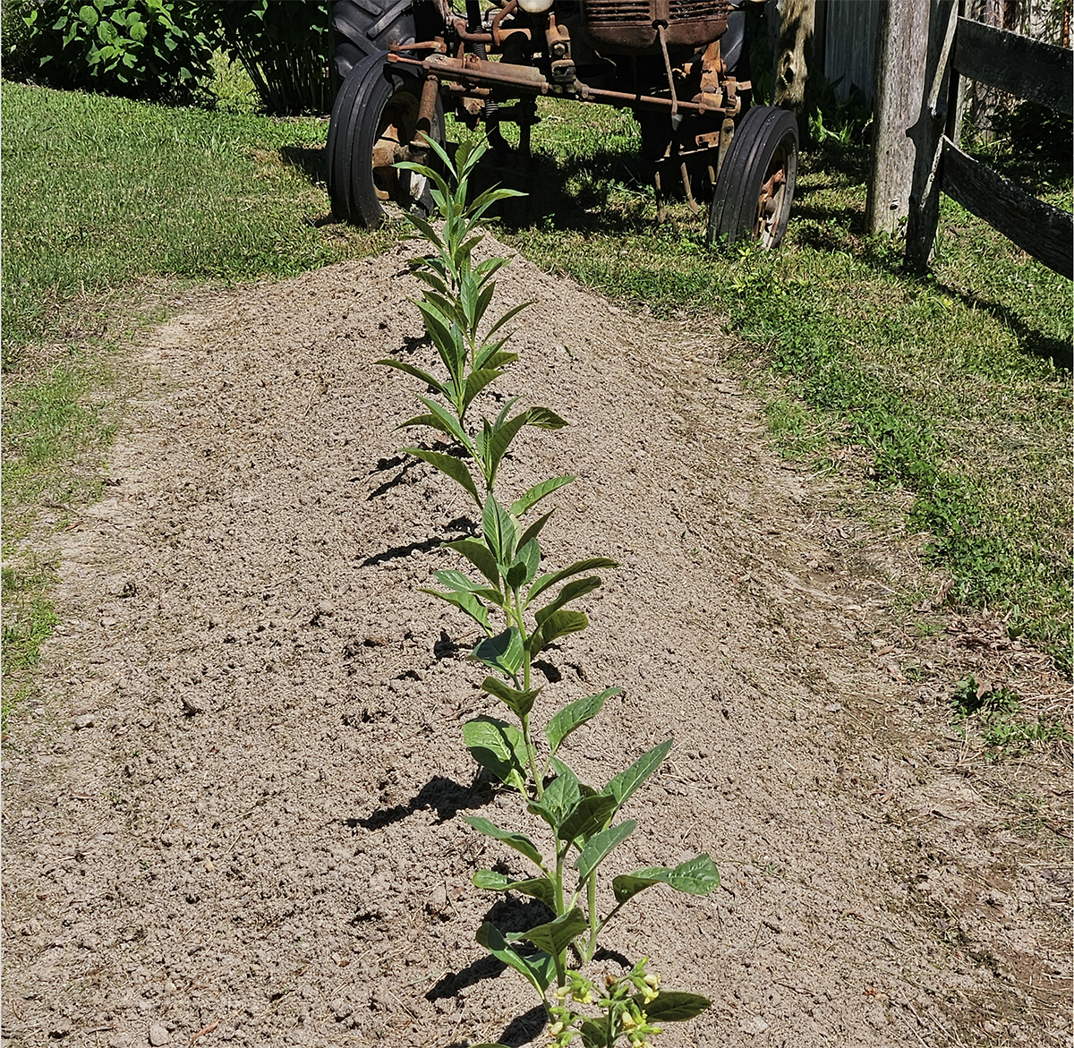 These Roots Run Deep: Celebrating 175 Years of Faith, Community and Agriculture