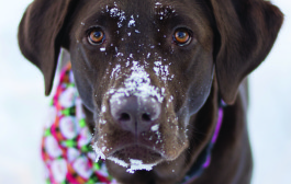 Protect Your Dog’s Feet from Winter Chemicals  		 By Jodi Reed, DVM