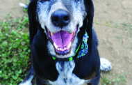 Senior Pet Care    By Jodi Reed, DVM