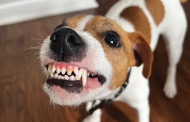 Pet Dental Health Month By Melissa Reel