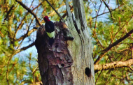 I’d Rather Be Watching Woodpeckers. By Rebeccah Waff Cope