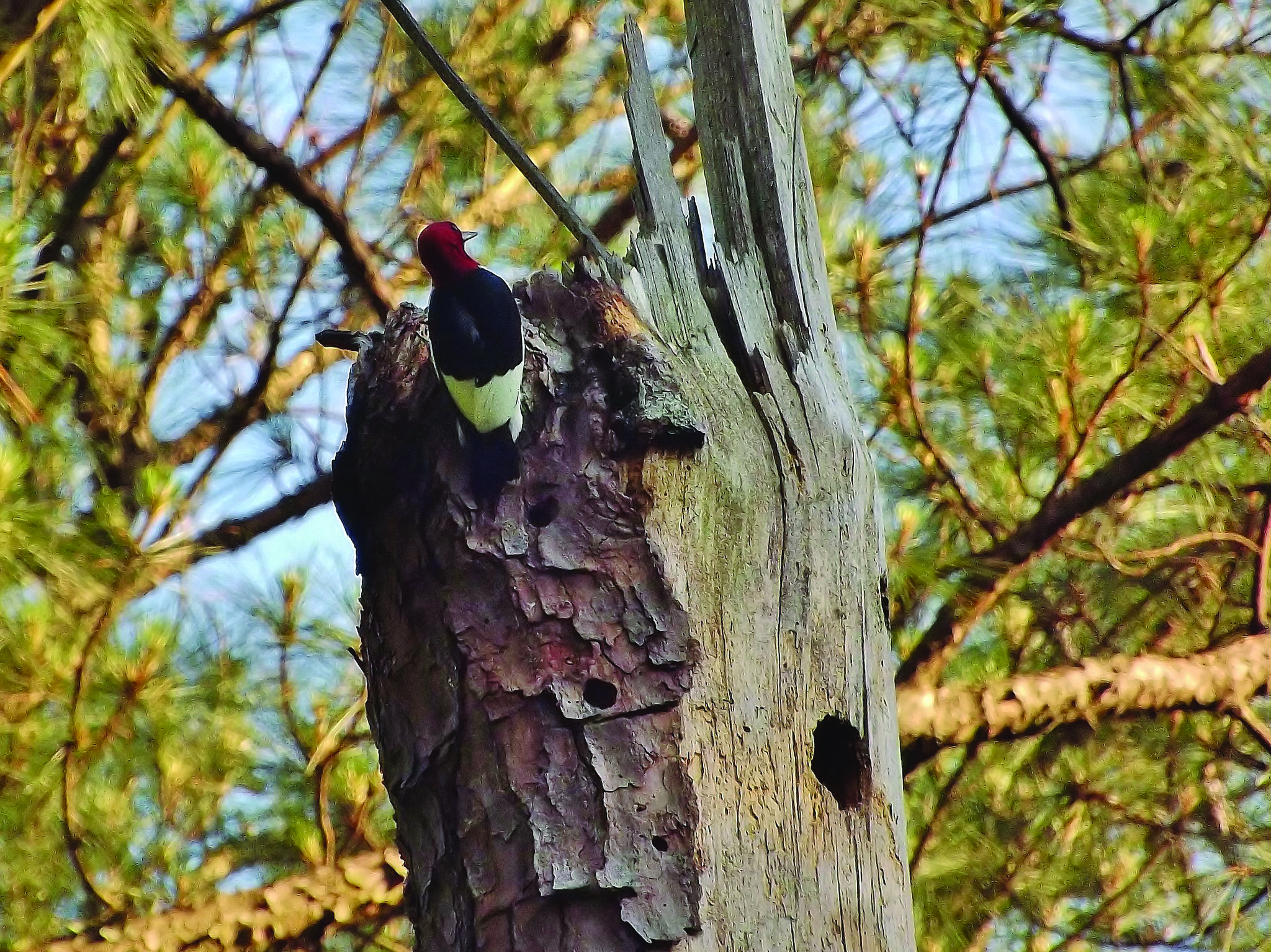 I’d Rather Be Watching Woodpeckers. By Rebeccah Waff Cope