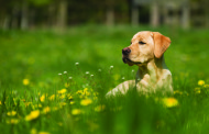 When Pets Have Allergies. By Melissa Reel-Quick