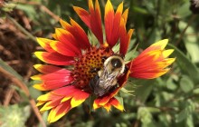 Apex All Abuzz: The Town Is Doing Its Part to Protect Pollinators, and So Can You.  By Kimberly Gentry