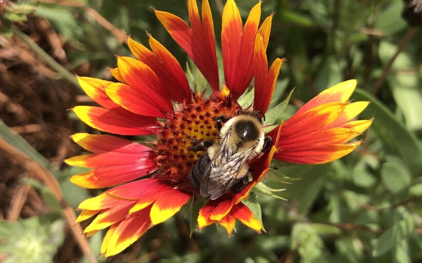 Apex All Abuzz: The Town Is Doing Its Part to Protect Pollinators, and So Can You.  By Kimberly Gentry