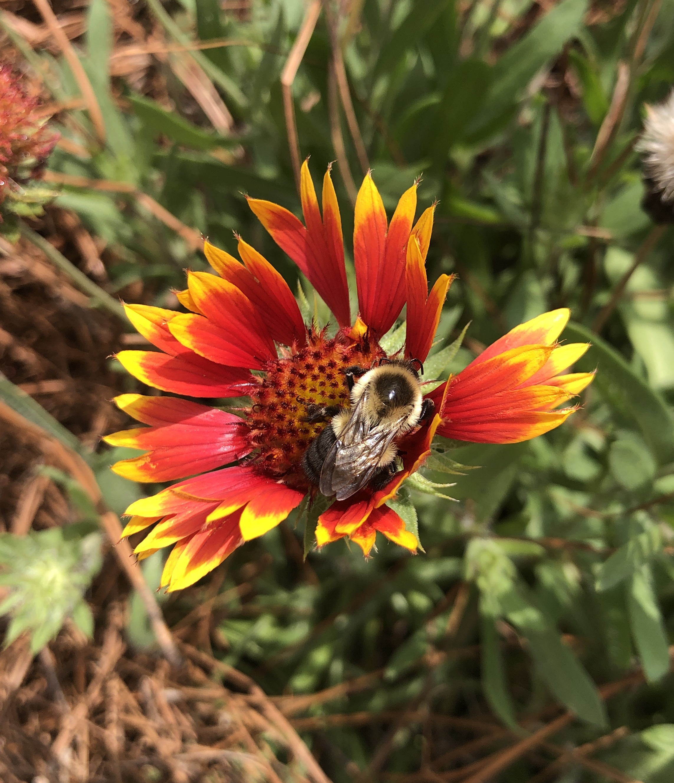 Apex All Abuzz: The Town Is Doing Its Part to Protect Pollinators, and So Can You.  By Kimberly Gentry