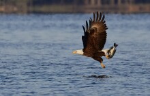 Birds of a Feather:  Generations of Bald Eagles Call Jordan Lake Home. By Kimberly Gentry