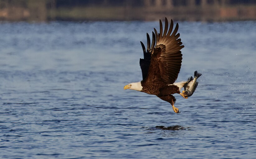 Birds of a Feather:  Generations of Bald Eagles Call Jordan Lake Home. By Kimberly Gentry