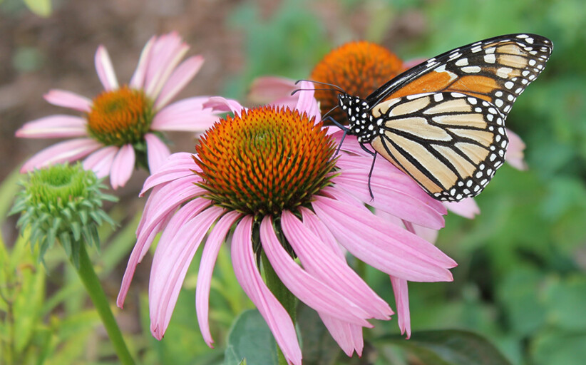 Apex, Part of the Monarch Butterfly Superhighway. BY Kimberly Gentry