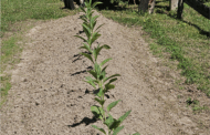 These Roots Run Deep: Celebrating 175 Years of Faith, Community and Agriculture