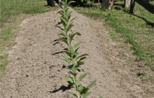 These Roots Run Deep: Celebrating 175 Years of Faith, Community and Agriculture