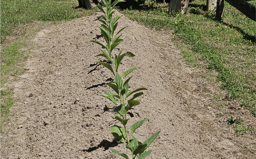 These Roots Run Deep: Celebrating 175 Years of Faith, Community and Agriculture