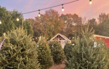 Expert Tips for Christmas Tree Safety