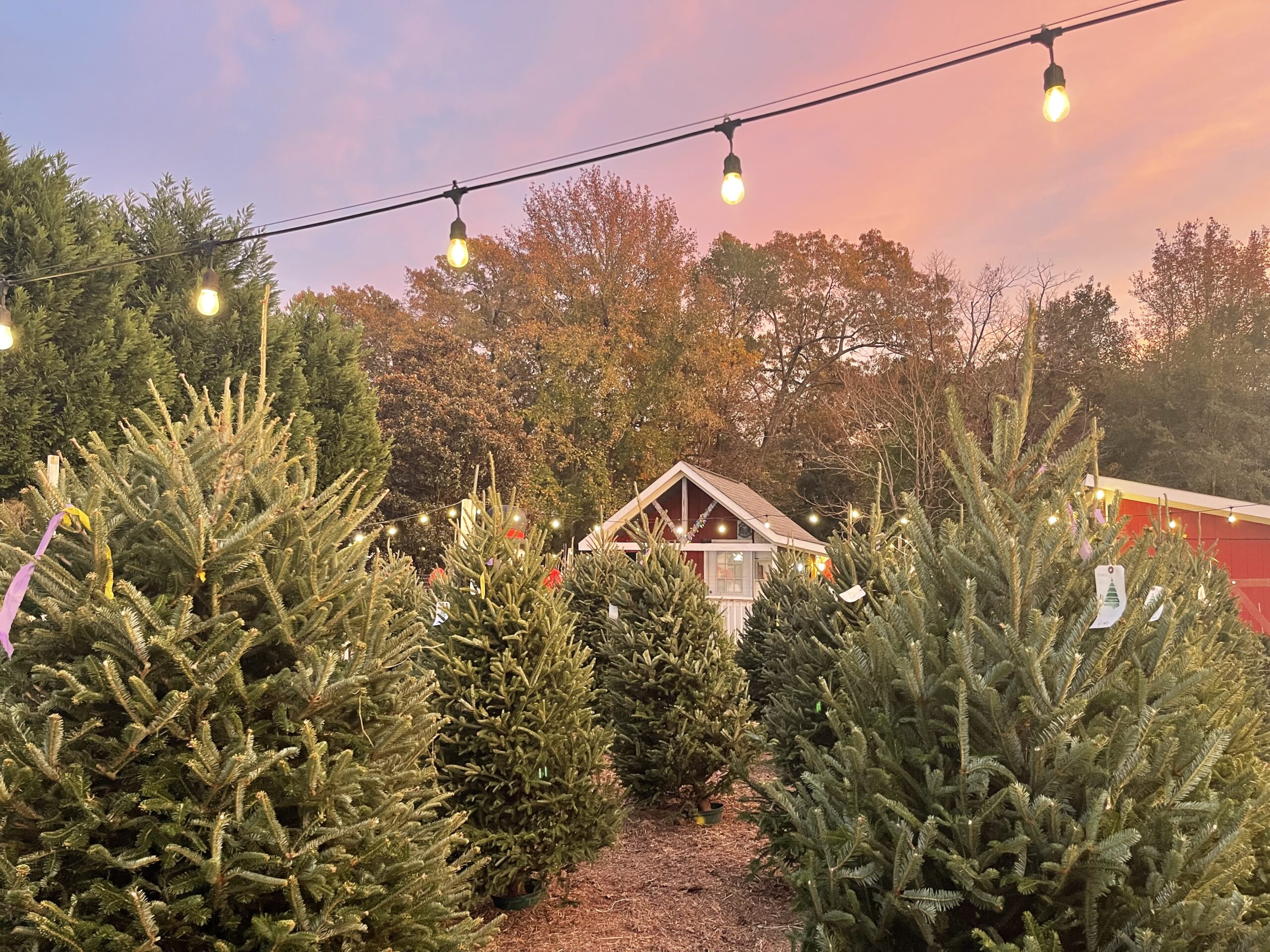 Expert Tips for Christmas Tree Safety