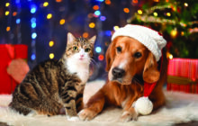 Keeping Your Pets Safe Through the Holidays
