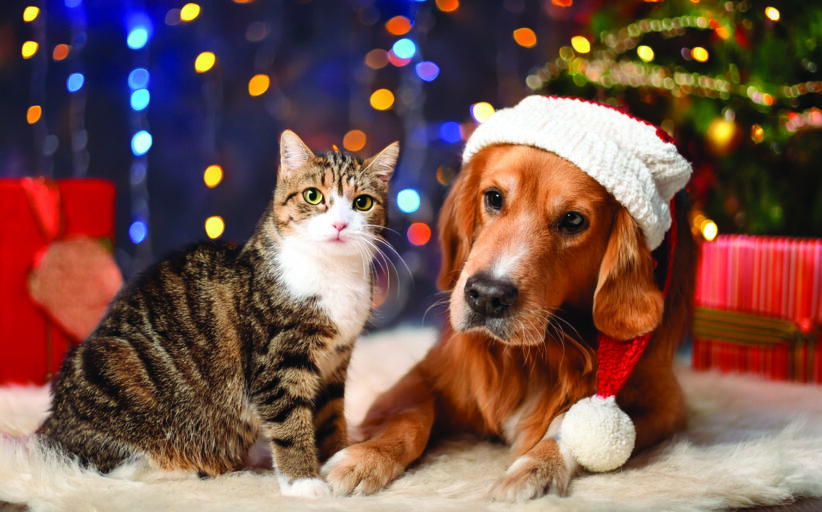Keeping Your Pets Safe Through the Holidays