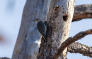The Great Backyard Bird Count