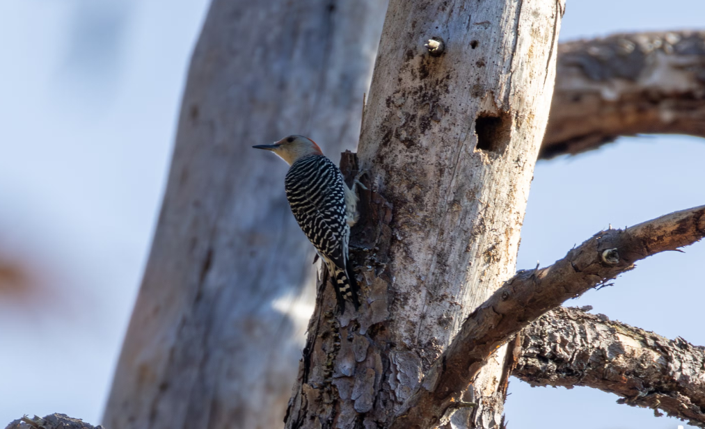 The Great Backyard Bird Count