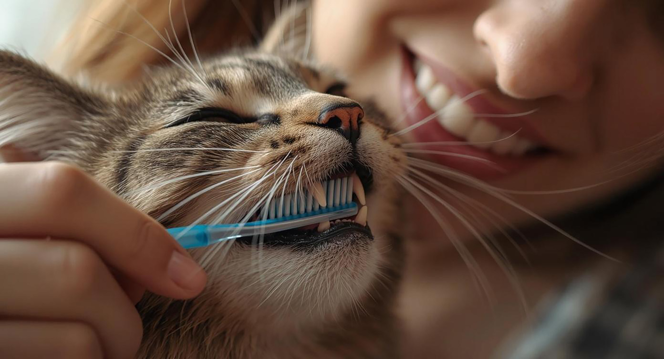 Do I Really Need to Brush My Pet’s Teeth?