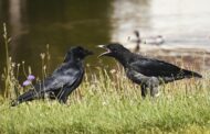 Corvid Talk
