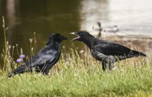 Corvid Talk