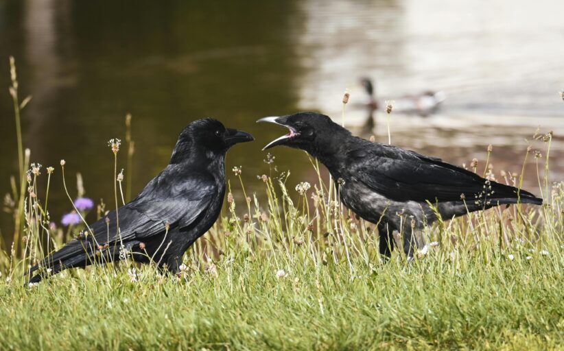 Corvid Talk