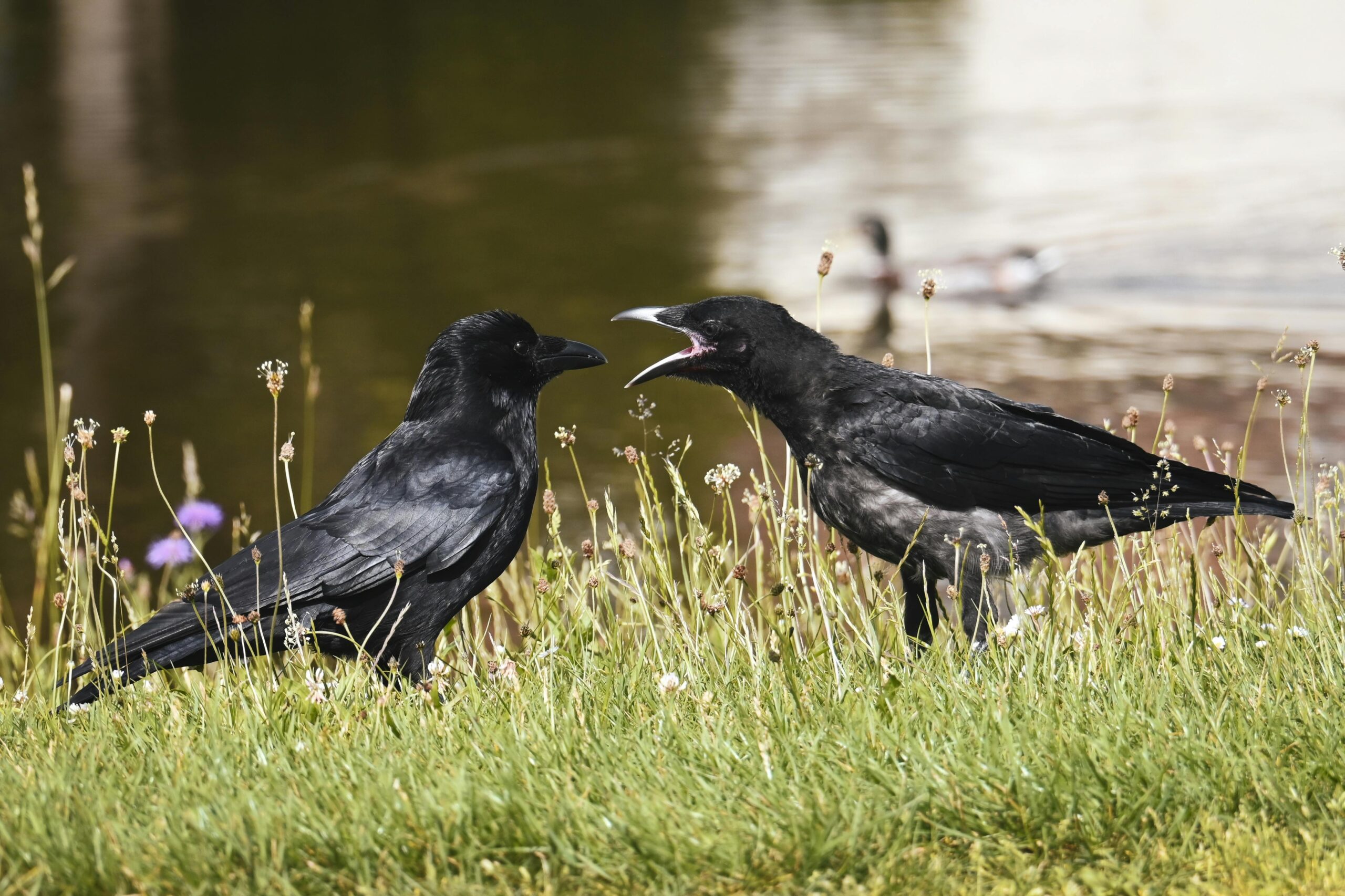 Corvid Talk