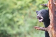 Understanding Local Wildlife to Protect Yourself and Them