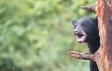Understanding Local Wildlife to Protect Yourself and Them