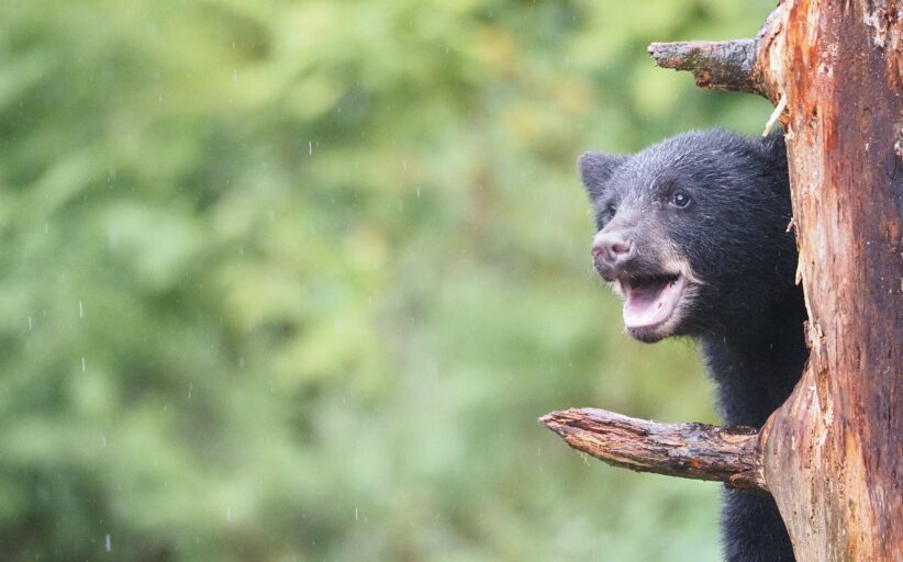 Understanding Local Wildlife to Protect Yourself and Them