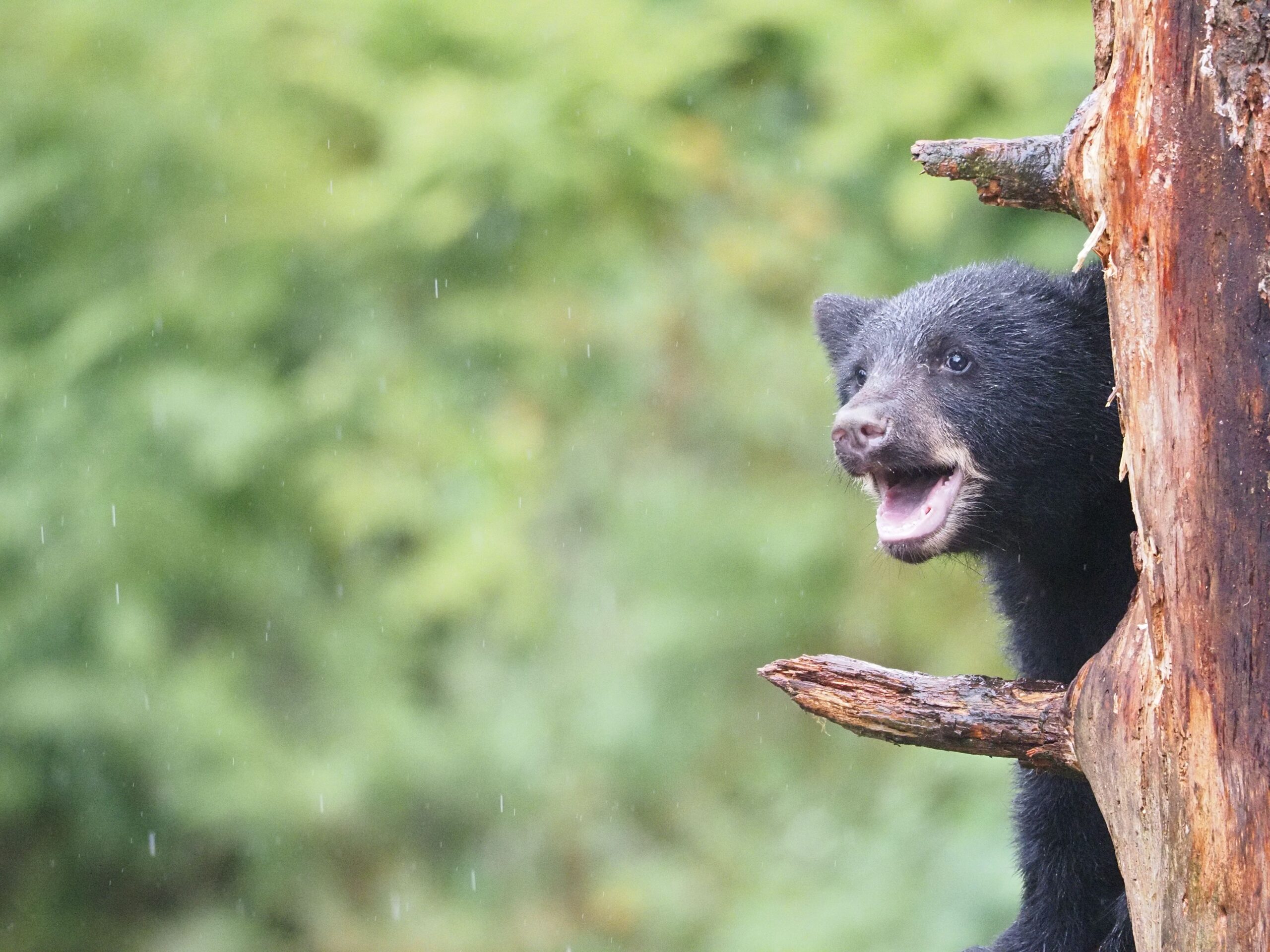Understanding Local Wildlife to Protect Yourself and Them
